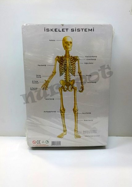 toptan eğitici yapboz iç organlar ve iskelet serisi