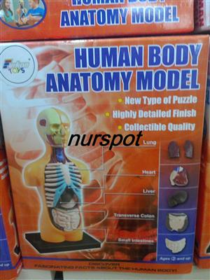 eğitici anatomi