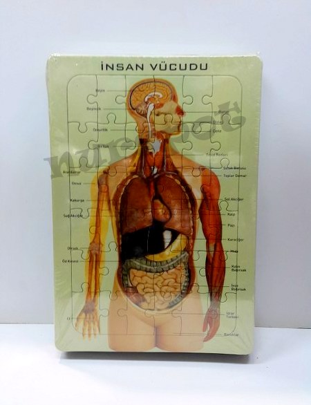 toptan eğitici yapboz iç organlar ve iskelet serisi
