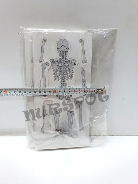 toptan iskelet karton maketi 10 lu  0609