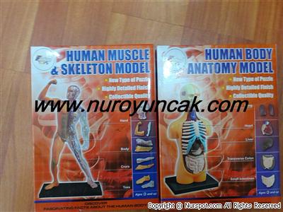 human body anatomy model puzzles anatomi puzzles